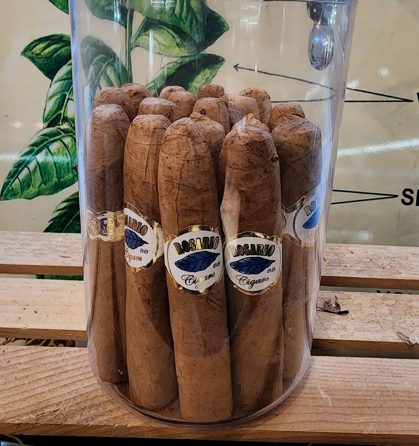 ROSARIO BLUEBERRY BUNDLE OF 25